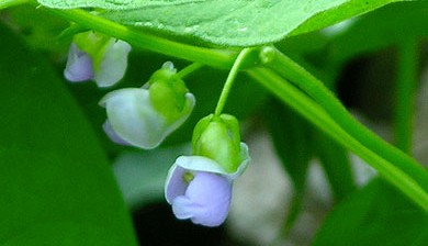 Photo of Spring bean blossoms