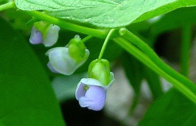 Photo of Spring bean blossoms