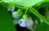 Photo of Spring bean blossoms