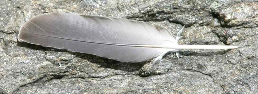 Photo of gray feather resting on granite